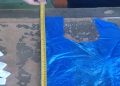 147 kg of disposable plastic bags are seized, the company that carried them is fined