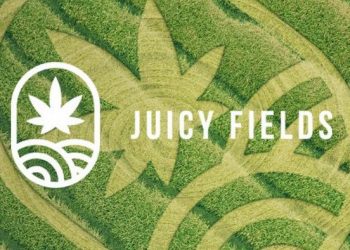 A fraud case like a police thriller / Juicyfields, where investors participate in the cultivation of cannabis