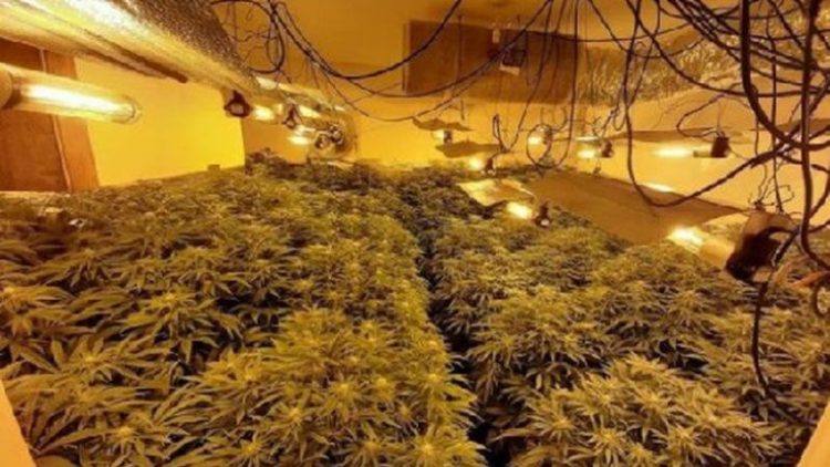 It was licensed for medical cannabis, the factory in Ohrid was caught with illegal drugs, there were 5 Albanians inside