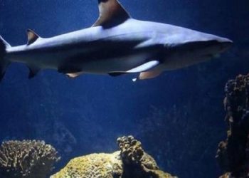 Sharks are older than dinosaurs, what is the secret of their success?