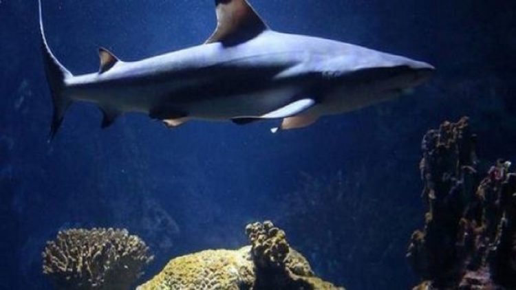 Sharks are older than dinosaurs, what is the secret of their success?