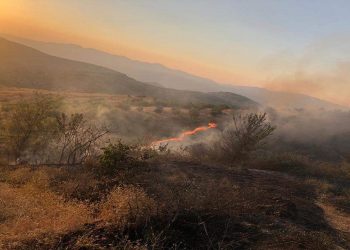 The “Black Lake” forest in Belsh is engulfed in flames, 15 ha of plant area on fire