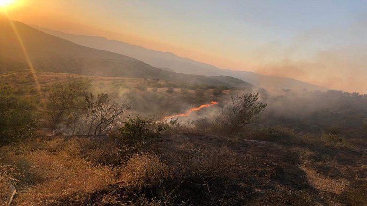 The “Black Lake” forest in Belsh is engulfed in flames, 15 ha of plant area on fire