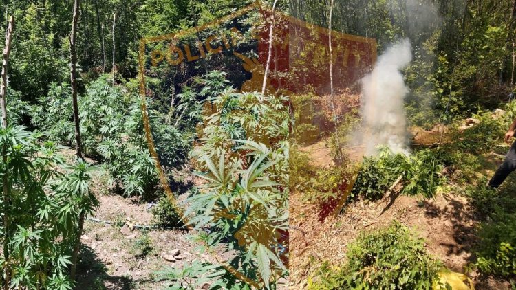 The 20-year-old in Krujë was watering cannabis, he was caught ‘mat’ by the police