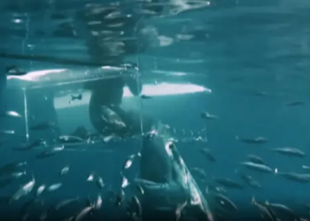 Video/ The horror of the diver trying the 6m shark, as the animal breaks the glass cage and attacks him (photos)
