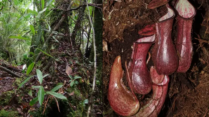 Scientists discover carnivorous plant that captures its prey from underground in Indonesia (photos)