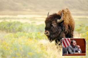 USA/ Congress suggests the military eat bison meat purchased from aboriginal tribes (photos)
