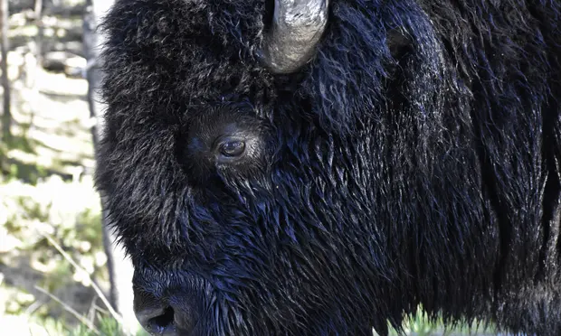 The woman is hit by the bison in the third incident this year in the Yellowstone park in the USA (photos)