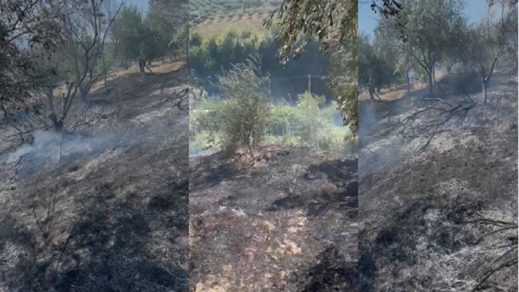 Three fires just today in Elbasan, burning large areas of olive trees