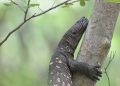 Guatemala tries to save the amazing poisonous lizard from extinction (photos)