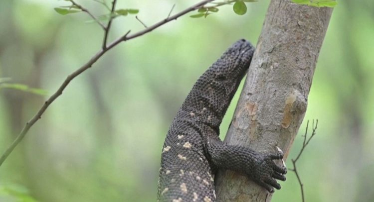 Guatemala tries to save the amazing poisonous lizard from extinction (photos)