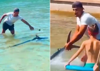 The beachgoer attacks, pulls the innocent fish by the tail, thinking it was a shark (photos)