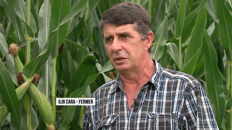 The war makes Albanian wheat more expensive/ After 30 years, the price reaches 50 lek per kilogram