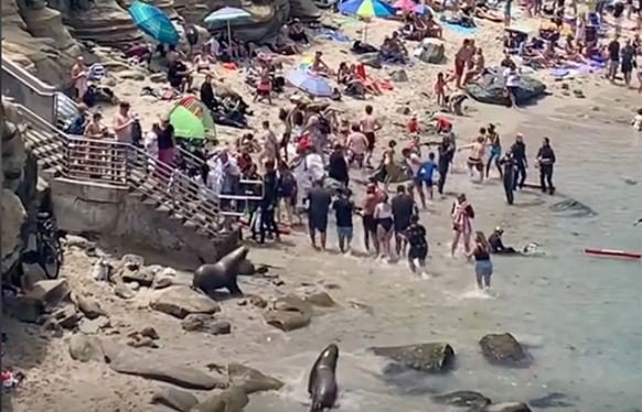 Hilarious video of seals ‘driving’ horrified tourists off San Diego beach in California (photos)