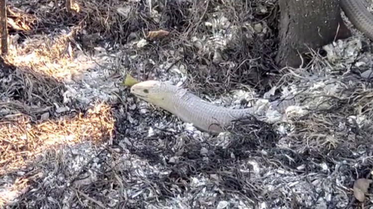 Video news/ The snake in Fier miraculously escapes the flames, stays on the scorched earth