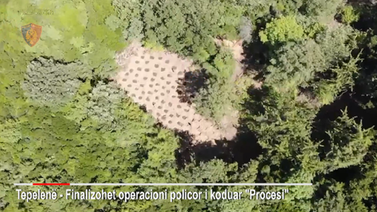 Tepelen/ Cultivating narcotics, the 32-year-old man is arrested, the village headman is on trial at large