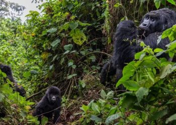 Congo allows oil and gas exploration in endangered gorilla habitat, protected by UNESCO (photos)