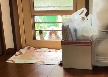The problem monkey is killed in Japan, but hunting and attacks on people continue (photos)