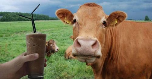 Millions of Americans believe ‘chocolate milk comes from brown cows’, poll (photos)