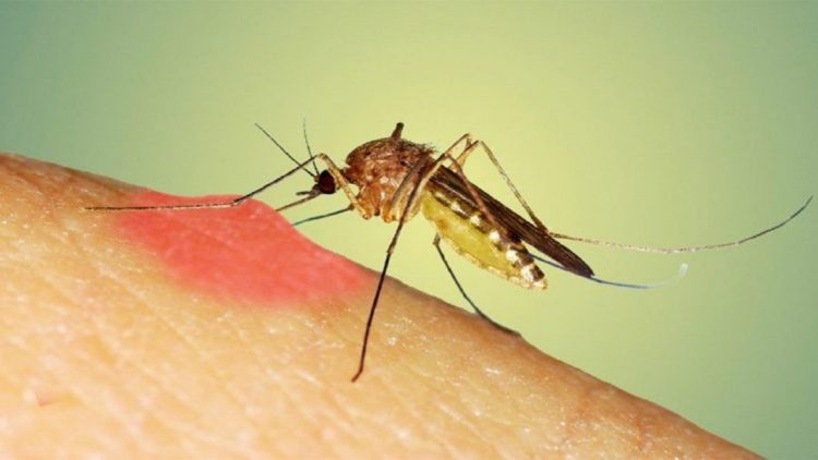 Reasons why mosquitoes choose who they bite