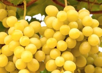 The best fruits and vegetables of August, how to choose them