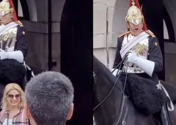 The tourist is stunned by the scream of the royal guard after touching the horse to take a photo (video)