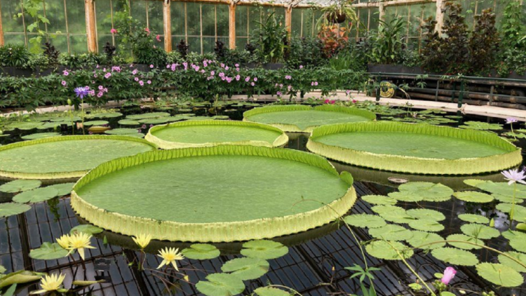 The new giant species is discovered/ This is the largest water lily in the world (Photo)