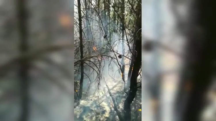 The area with bushes and pines in Krastë i Kruja is covered by the flames