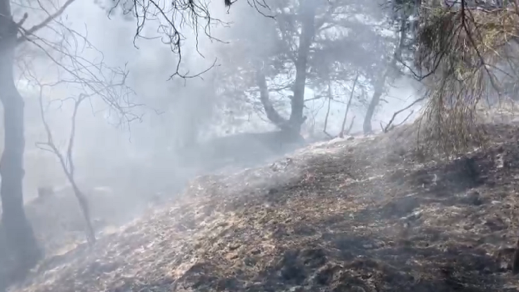 Fire on the hill, burning dozens of olive trees and pine trees! Mobile antennas are at risk, flames near the cemetery in Fier