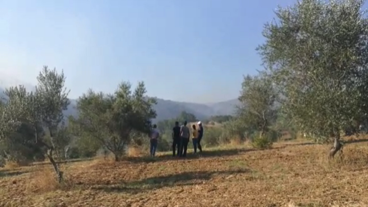 Fires spread in Lushnja, the flames include 30 hectares of olive trees