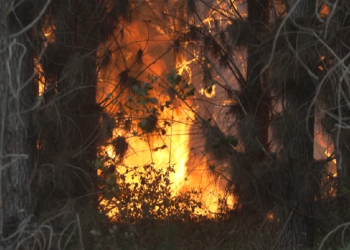 The hell of fires in Europe, why are the forests burning so fast?