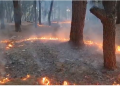 Fire in the Soda forest in Vlora, the wind spreads the flames